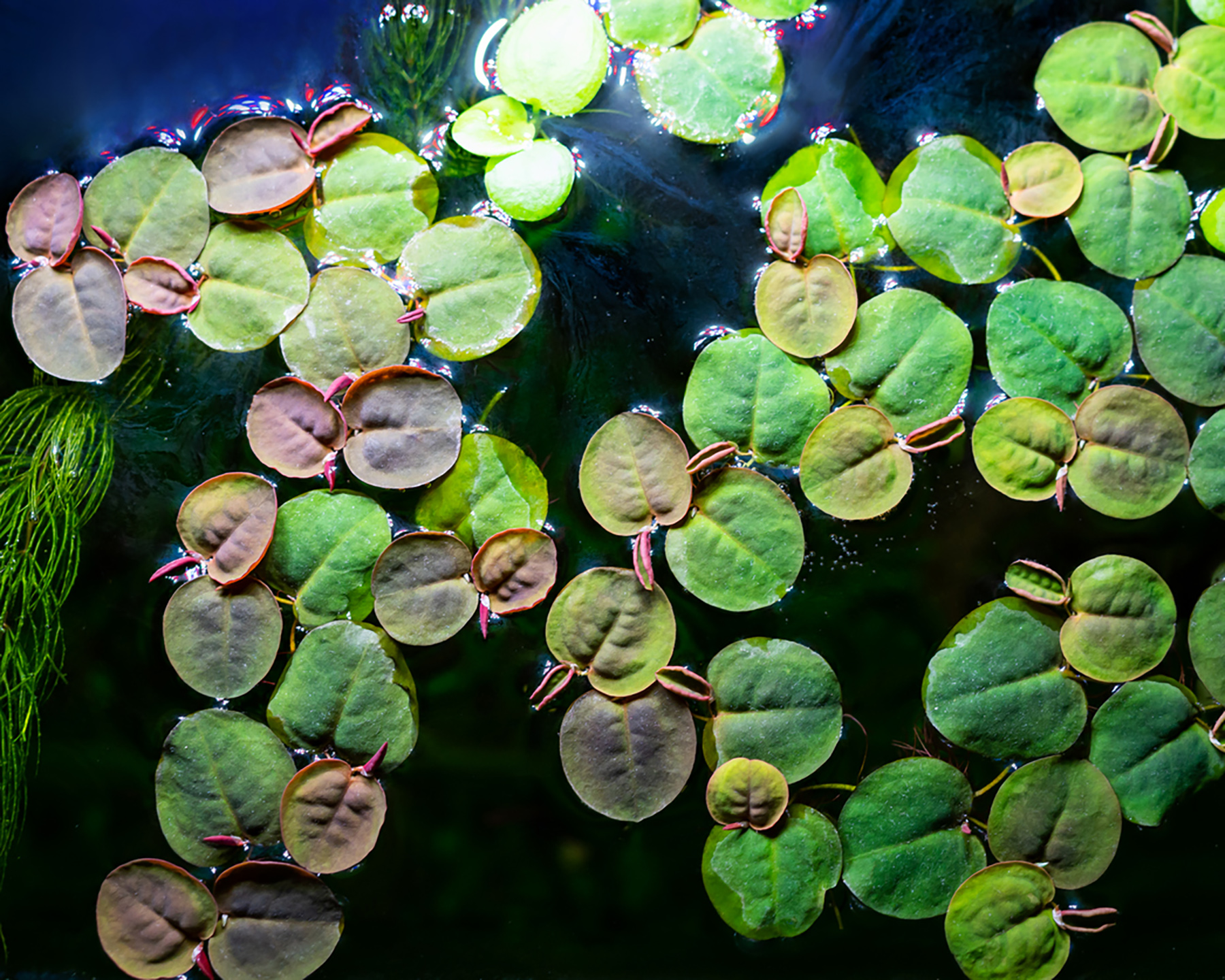 Phyllanthus fluitans